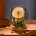 EternaBloom™ Night Light 0