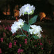 Hortensia
