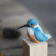 Eisvogel