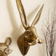 Hase
